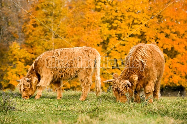 Yearling Highland Cattle on autumn pasture