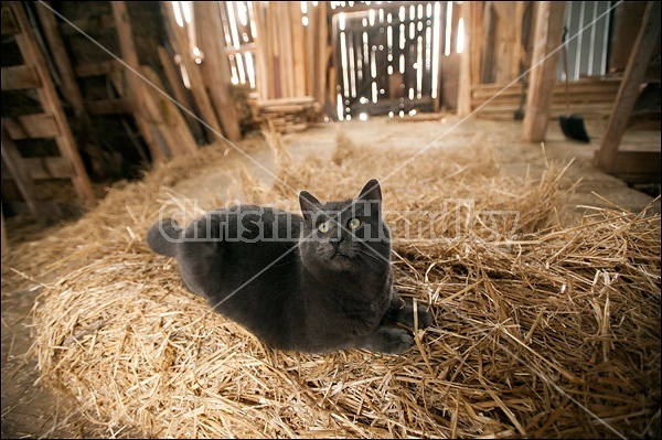 Gray barn cat