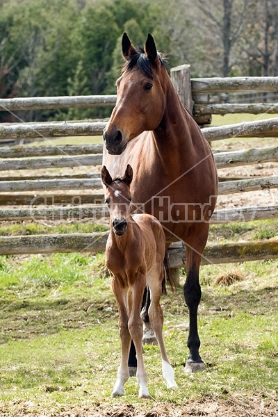 Mare and foal 