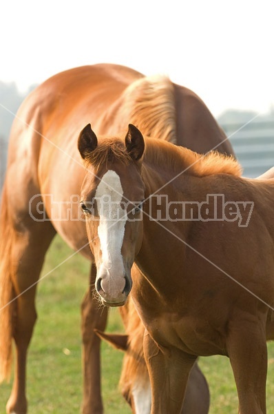 Quarter horse mare and foal