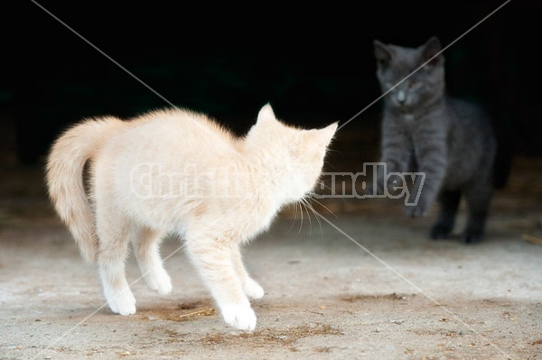 Two barn kittens playing 