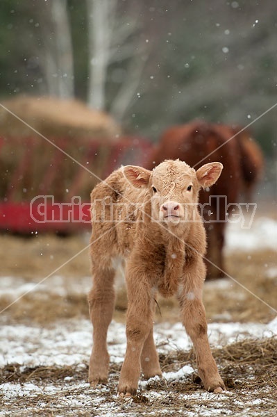 Young Beef Calf