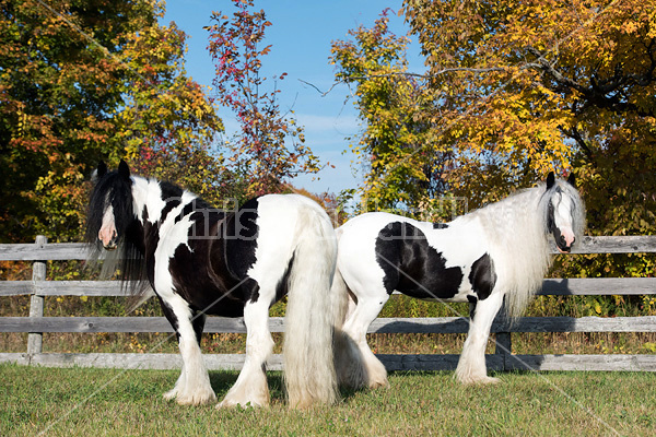 Gypsy Vanner horse