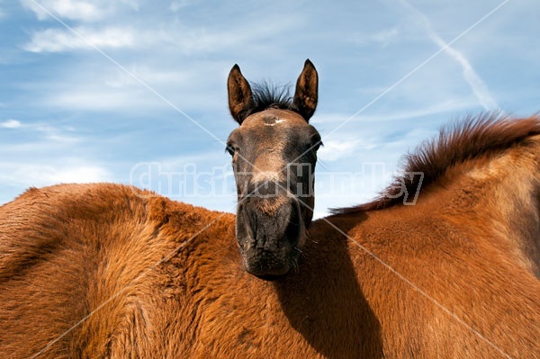 Quarter horse foals