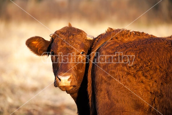 Beef Cow