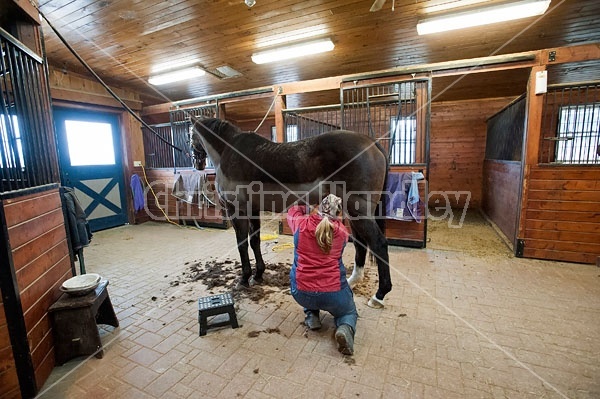 Woman clipping horse