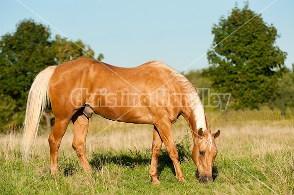 Palomino Quarter Horse