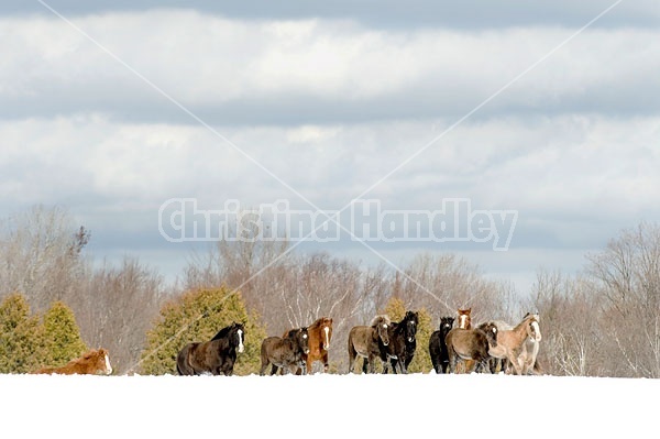 Herd of Rocky Mountain Horses standing on a hilltop in the snow