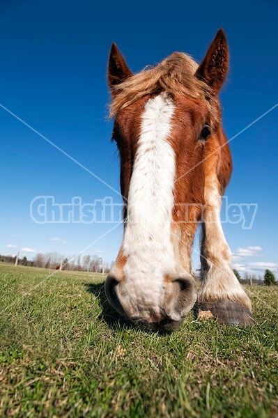 Closeup photo of Belgian Draft Horse