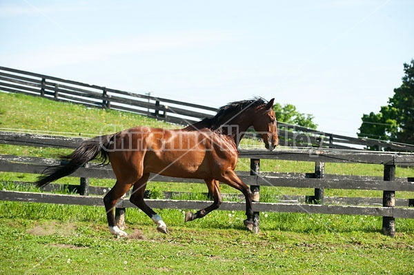 Dutch Warmblood Thoroughbred cross gelding