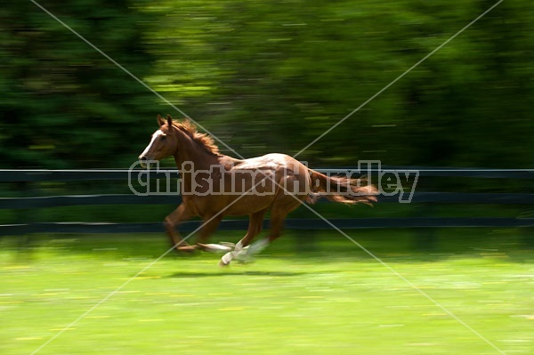 Thoroughbred gelding galloping around his paddock