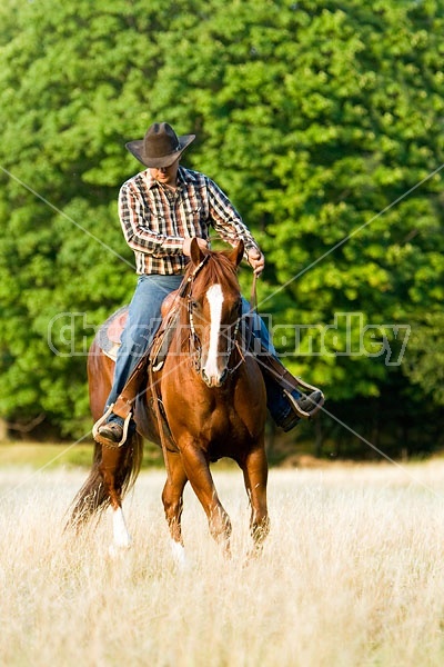 Cowboy Riding Quarter Horse Western Style