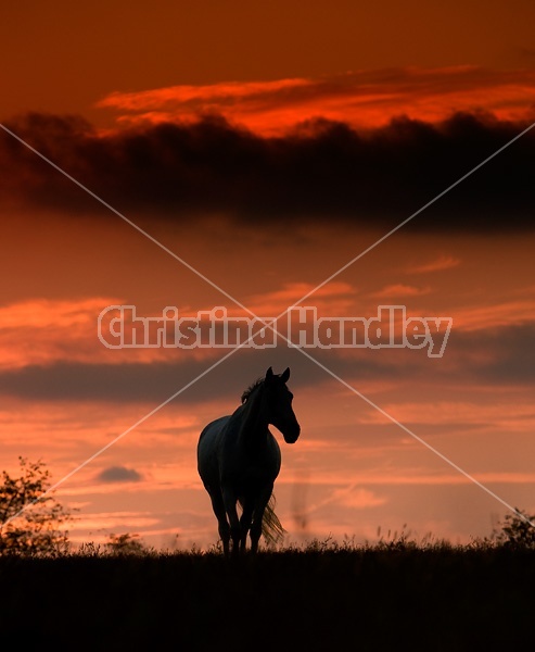 Horse silhouette against bright red evening sky