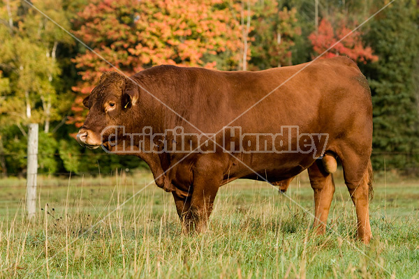 Red Angus bull