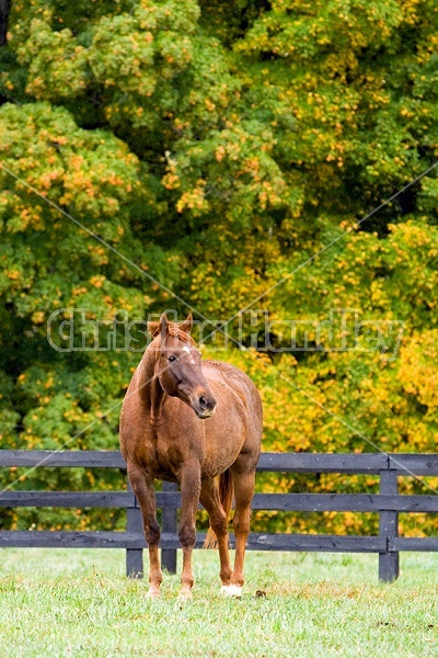 Horse on autumn pasture