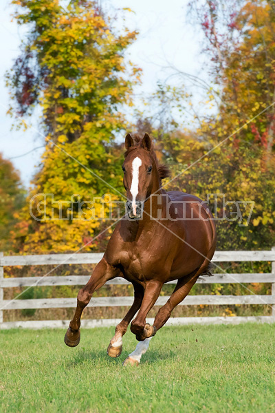 Thoroughbred horse galloping in fenced paddock in the autumn colors