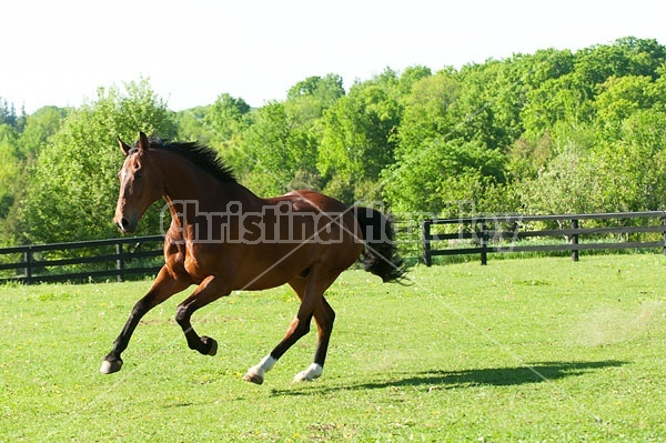 Dutch Warmblood Thoroughbred cross gelding