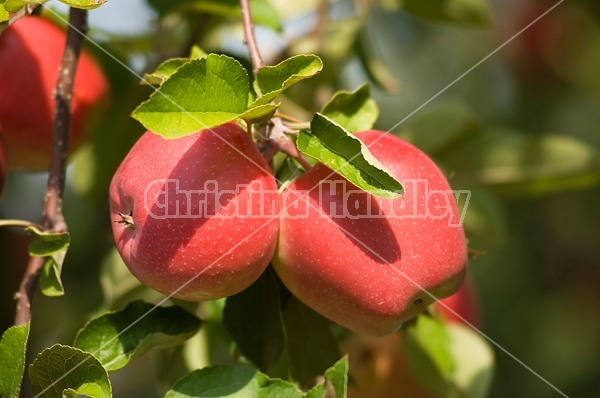 Apples on the tree