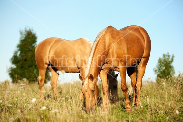 Palomino Quarter Horse