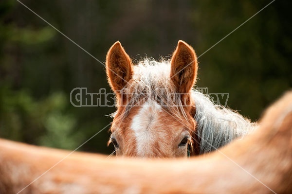 Young Belgian Horse