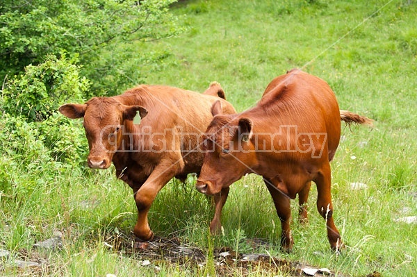 Herd of Beef Cattle