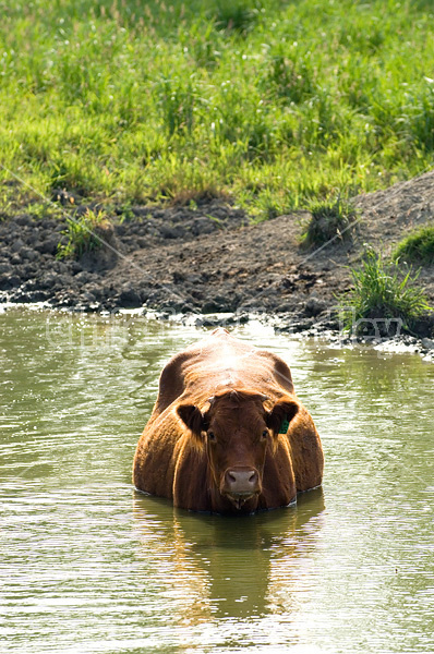 Beef cattle standing in pond drinking water