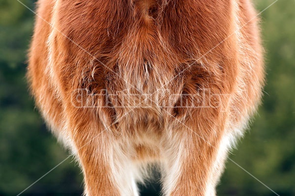 Chest of a Belgian Horse