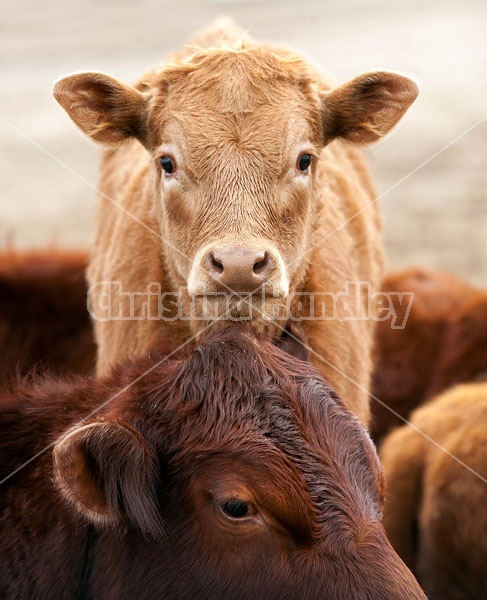 Young Beef calf