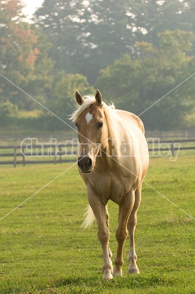 Palomino Quarter horse gelding