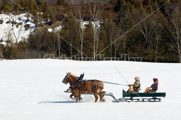 Horse drawn sleigh ride