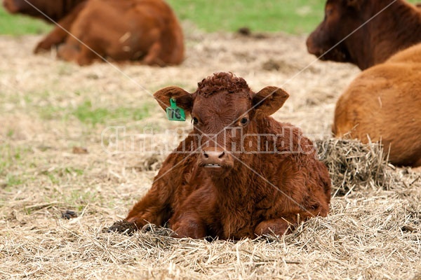 Beef Calves