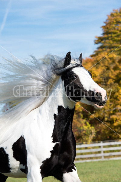 Gypsy Vanner horse