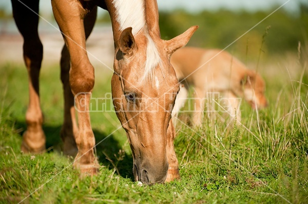 Palomino Quarter Horse