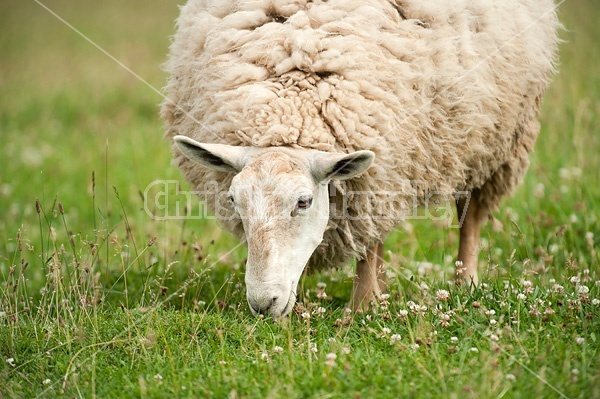 Sheep on summer pasture.