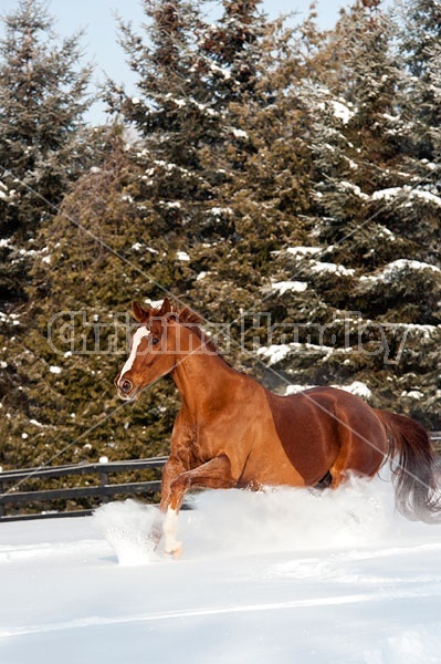 Thoroughbred chestnut horse galloping through the deep snow