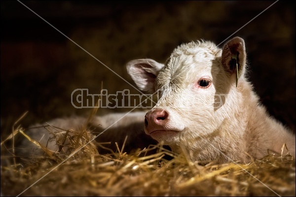 Charolais calf