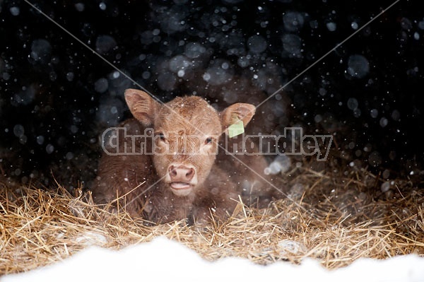 Baby Beef Calf