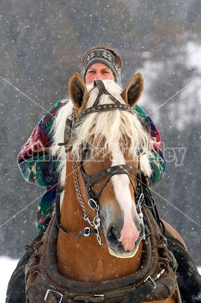 Woman Riding Belgian Stallion