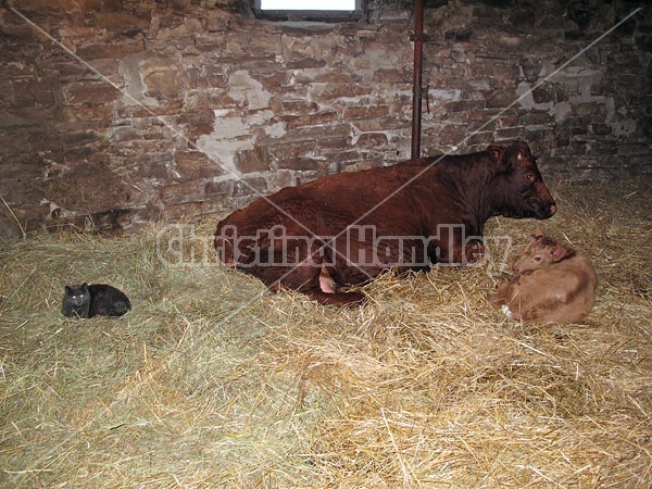 Beef Cow and Calf