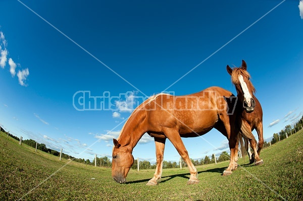 Horses grazing on summer pasture