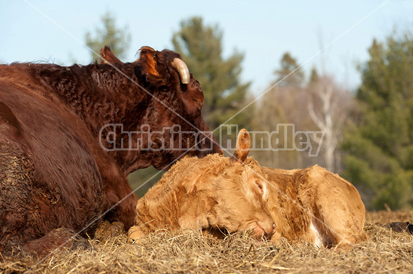 Beef cow and calf