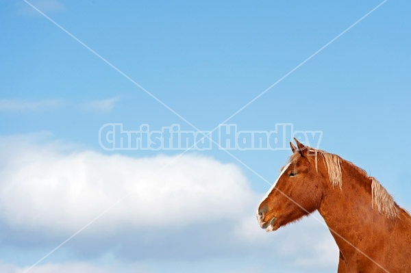 Belgian draft horses photographed against a blue sky