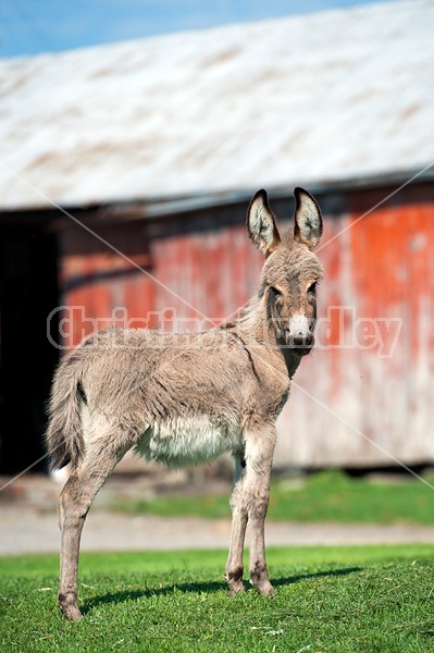 Portrait of a donkey