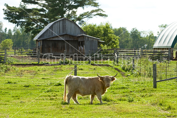 Highland cows