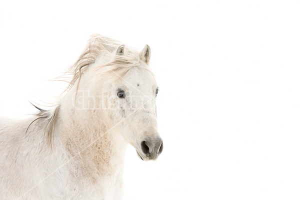 White pony against white snow background