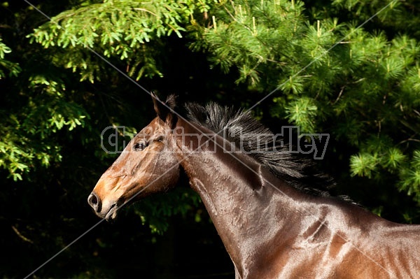 Portrait of a bay Thoroughbred gelding