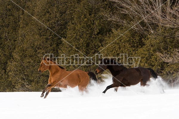 Two horses running and galloping through the deep snow