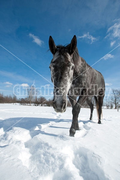 Portrait of a Hanoverian mare