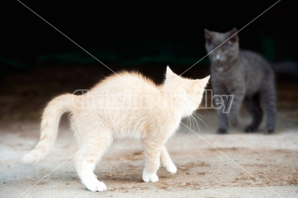 Two barn kittens playing 