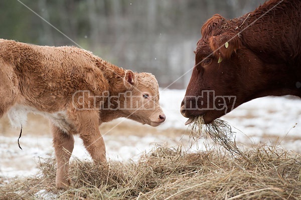 Beef Cow and Calf